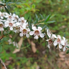 Leptospermum scoparium