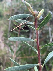Pseudobargylia iuncea
