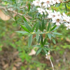 Leptospermum scoparium