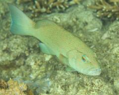 Plectropomus leopardus