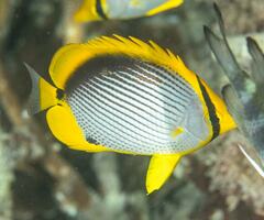 Chaetodon melannotus