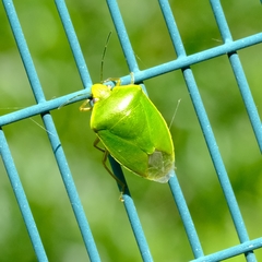 Glaucias amyoti
