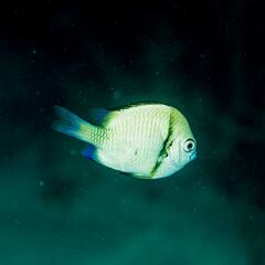 Dascyllus reticulatus