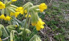 Primula veris