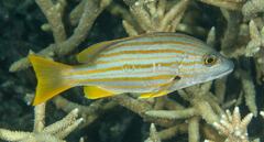 Lutjanus carponotatus