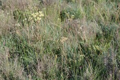 Helichrysum nudifolium
