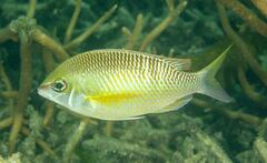 Scolopsis margaritifera