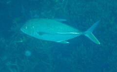 Caranx papuensis