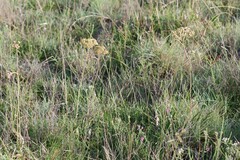 Helichrysum nudifolium