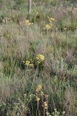 Helichrysum nudifolium