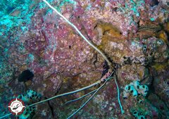 Panulirus versicolor