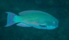 Chlorurus microrhinos