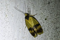 Thallarcha chrysochares