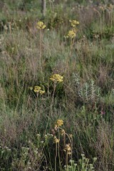 Helichrysum nudifolium
