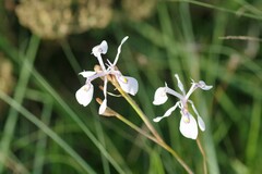 Moraea elliotii
