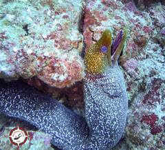 Gymnothorax undulatus