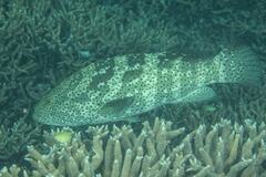 Epinephelus malabaricus