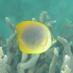 Chaetodon aureofasciatus