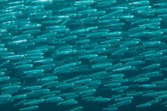 Atherinomorus lacunosus