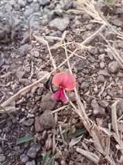 Alysicarpus bupleurifolius