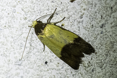 Heteroteucha dichroella