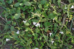 Lindernia parviflora