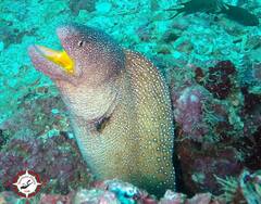 Gymnothorax nudivomer