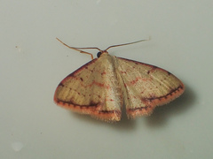 Idaea craspedota