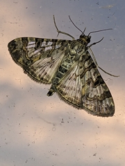 Dysallacta negatalis