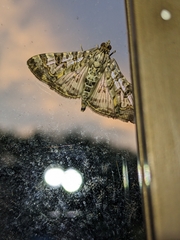 Dysallacta negatalis