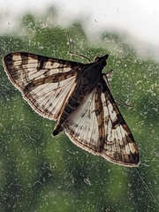 Dysallacta negatalis