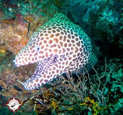 Gymnothorax favagineus