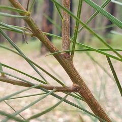 Acacia mucronata longifolia