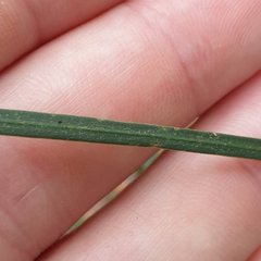 Acacia mucronata longifolia