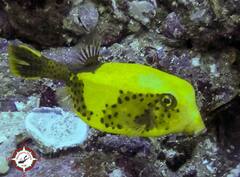Ostracion cyanurus
