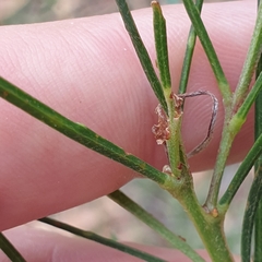 Acacia mucronata longifolia