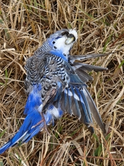 Melopsittacus undulatus domesticus
