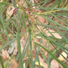 Acacia mucronata longifolia