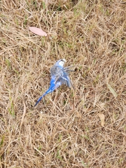 Melopsittacus undulatus domesticus