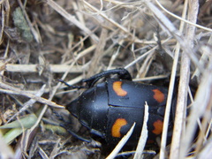 Nicrophorus carolina