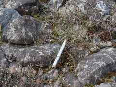 Veronica decora