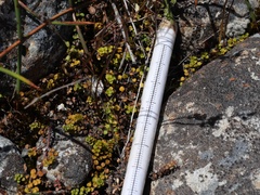 Veronica decora