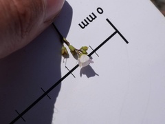 Veronica decora