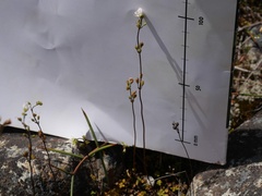 Veronica decora