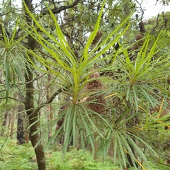 Banksia cunninghamii