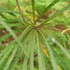 Banksia cunninghamii