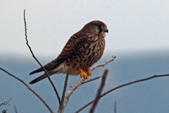 Falco tinnunculus