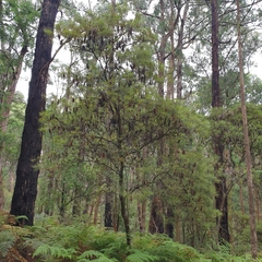 Banksia cunninghamii