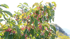 Euonymus hamiltonianus