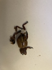 Anoplognathus montanus